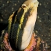 blenny_fang_bottle_kbrtk2_v_0354_sul7371.jpg